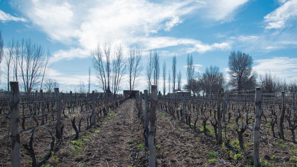 Terreno con viñedo sector productivo y turístico de San Carlos