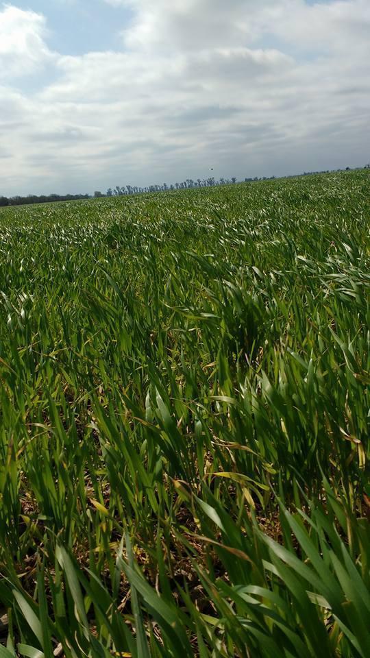 vendo campo agrícola