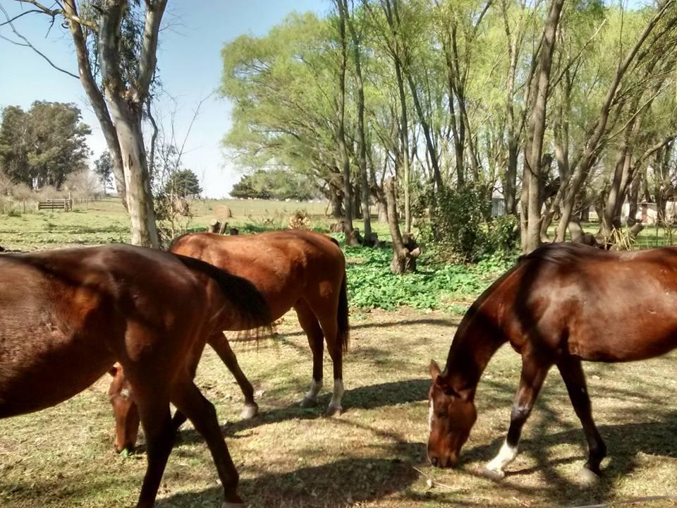 la chacra caballerizas