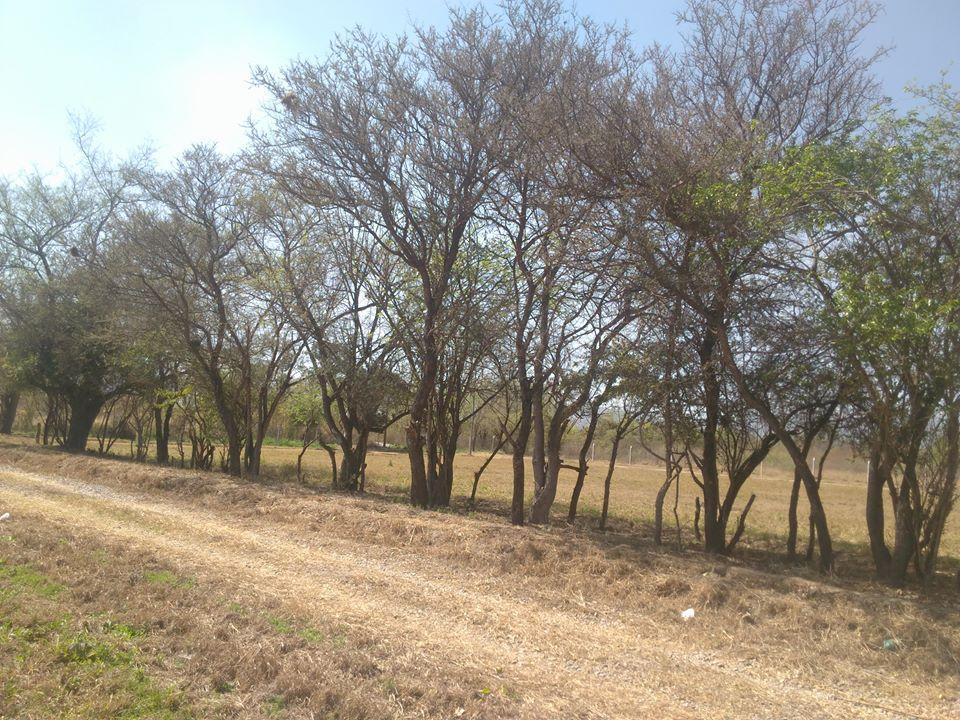 Terreno en Urbanización Los Olmos cerrillos