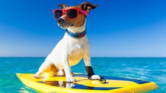 San Clemente, Semana Santa 2017, aceptamos mascotas, casa, Tarifa, , parrilla, parque