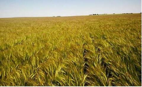 VENTA DE CAMPO AGRICOLA 135 HA de SIEMBRA DIRECTA A MTS DE LA CIUDAD DE 17 DE AGOSTO, PCIA DE